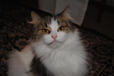 Прикрепленное изображение: DSC_0199.JPG